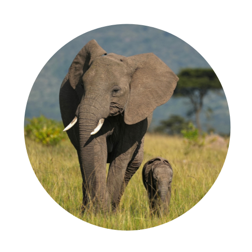 Elephant circle