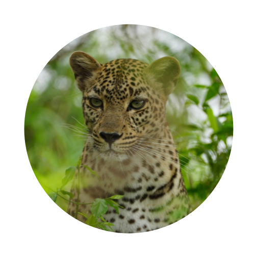 Leopard circle