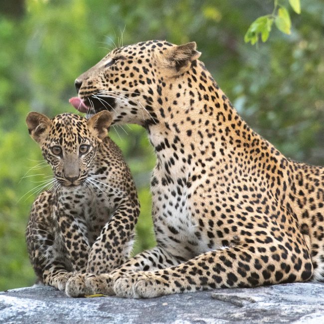 This,Leopard,Mother,And,Cub,Was,Captured,By,Me,In