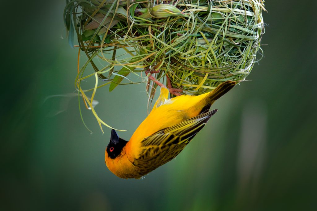 African Southern Masked Weaver bird building it's nest.